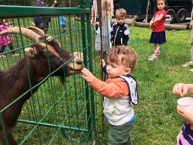 Petting zoo 2